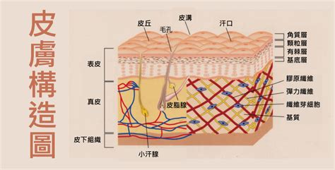 身體皮膚|超詳細皮膚構造與功能 